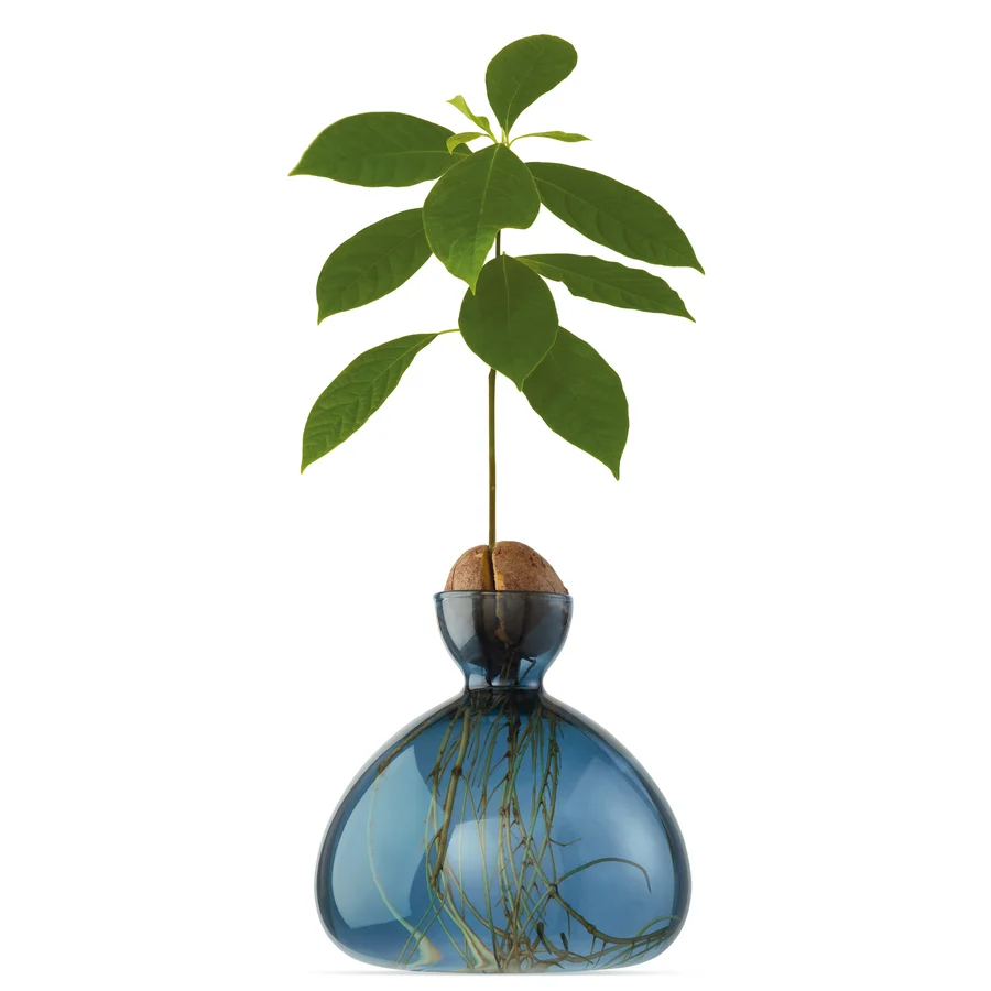 Avocado Vase i Blue Jay med spirende avocadosten