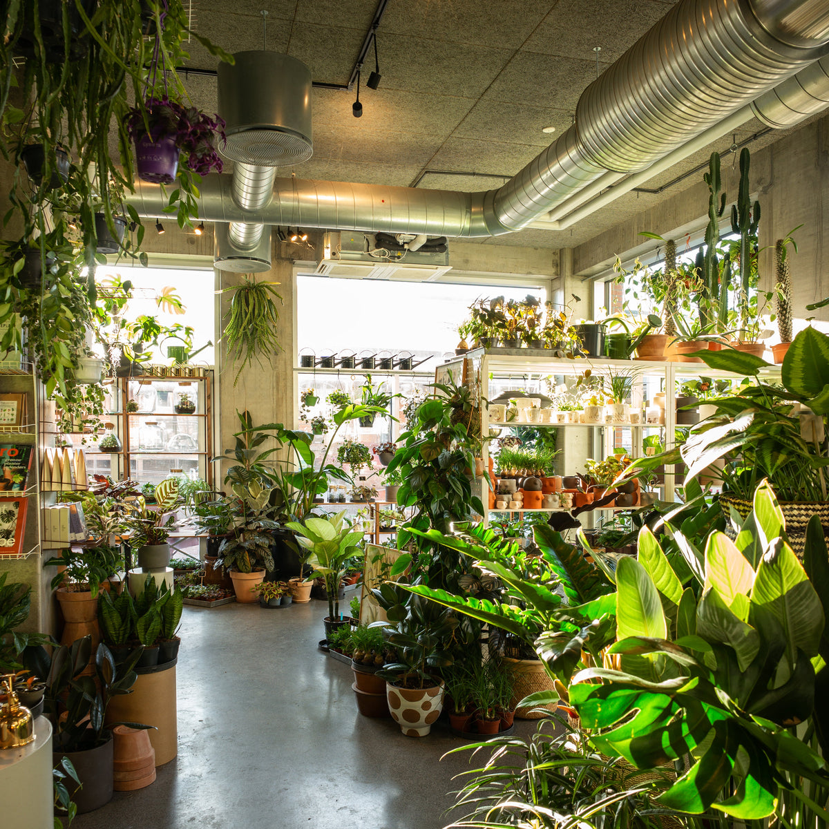 Alle planter – Plukk