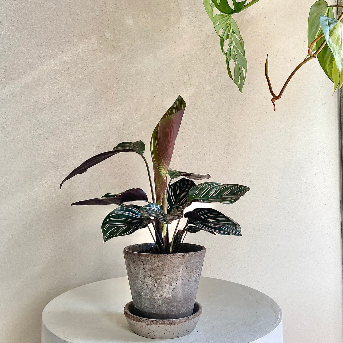 Plukk Calathea Sanderiana – Plukk