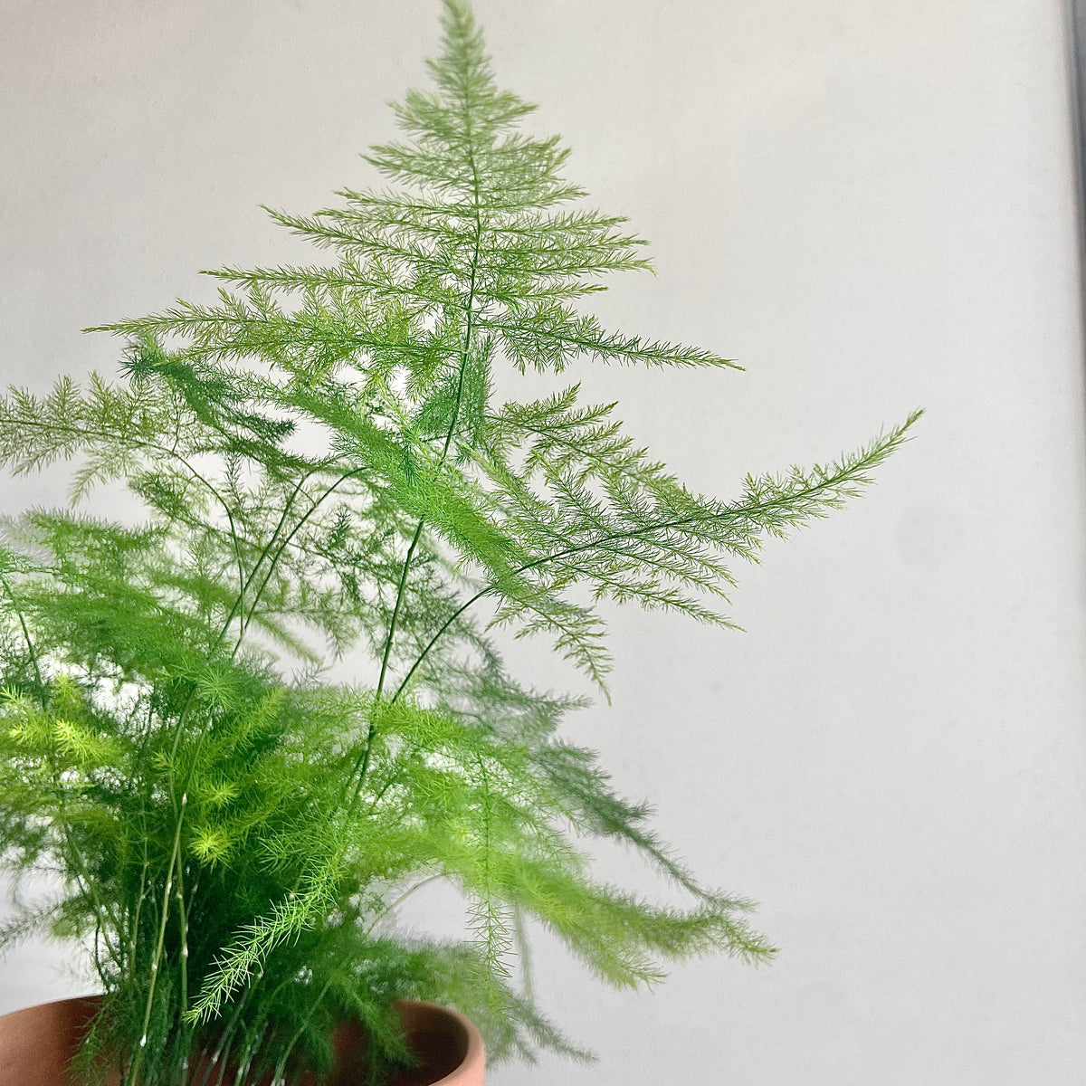 Plukk Asparagus Plumosus – Plukk