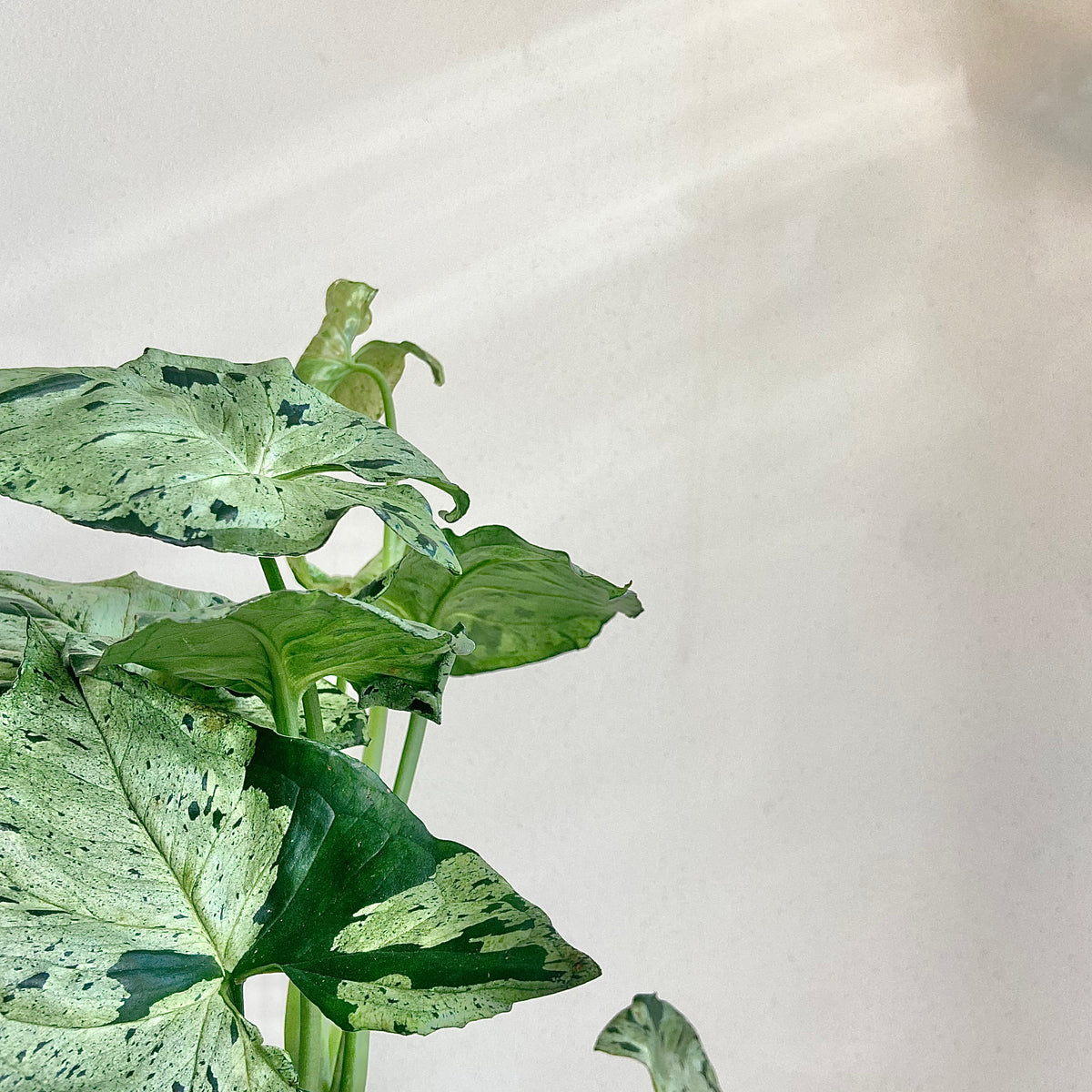 Syngonium Green Splash – Plukk