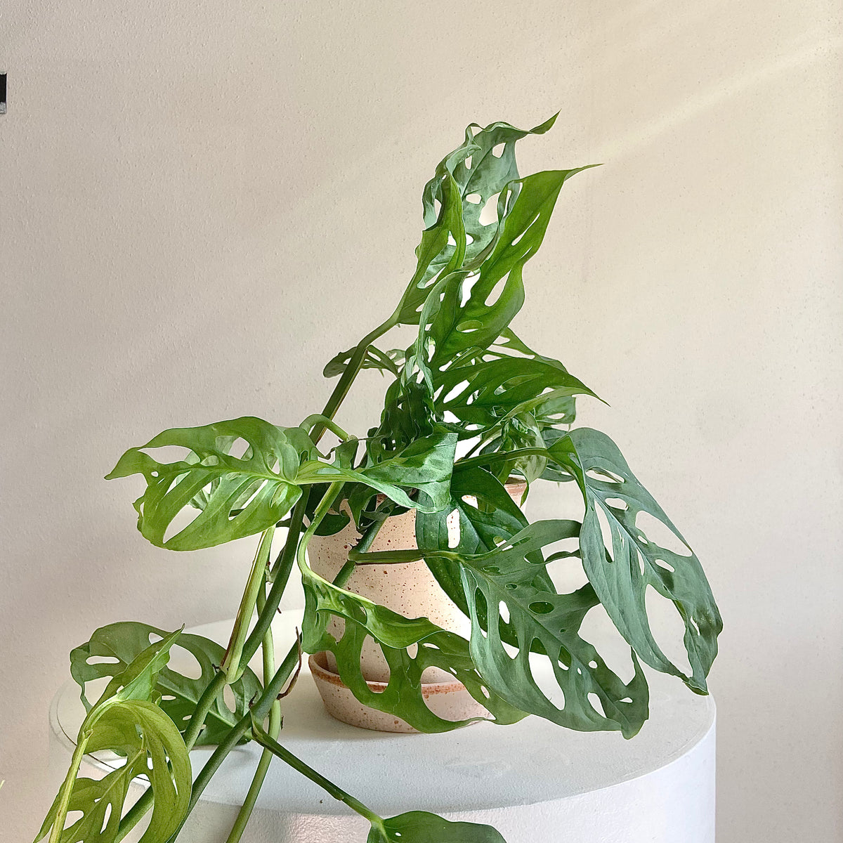 Monstera Adansonii – Plukk