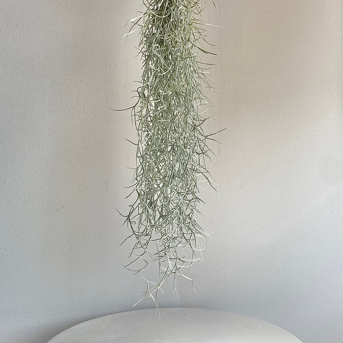Plukk Airplant - Tillandsia Usneoides – Plukk
