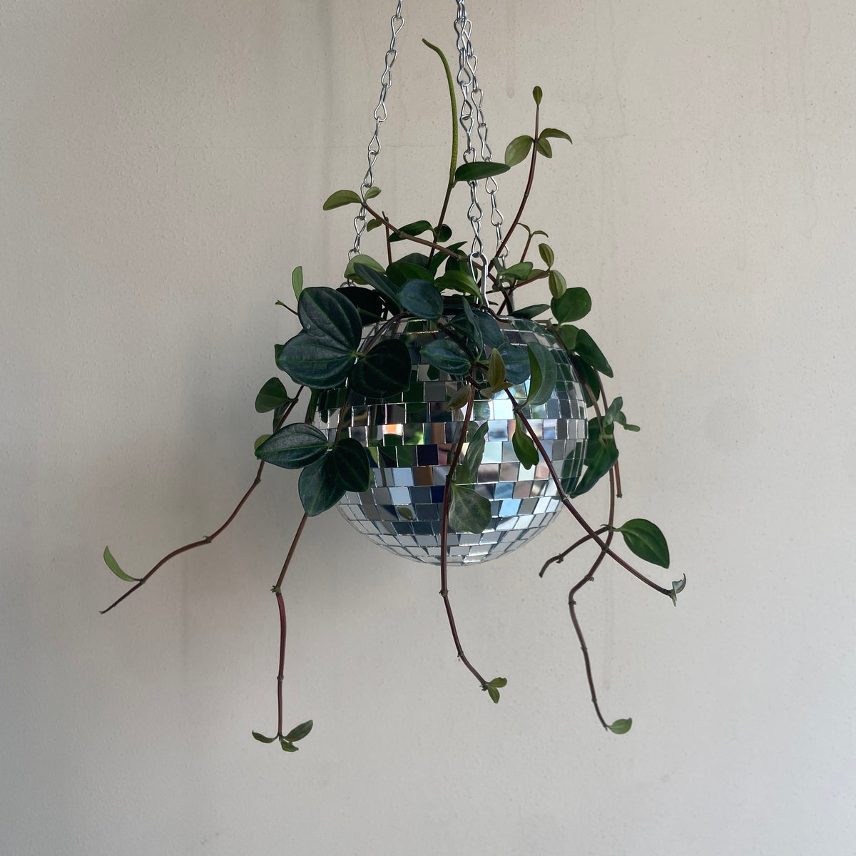 Discokugle potte – Plukk