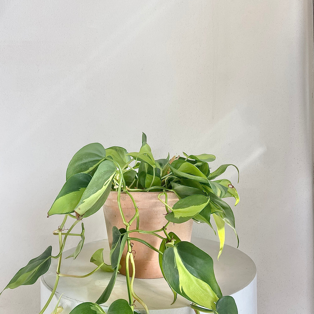 Plukk Philodendron Brasil – Plukk